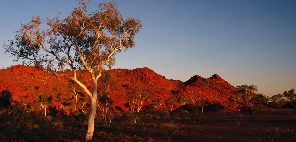 Sunset on white tree in the east Pilbara